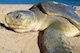 Marine Flatback turtle